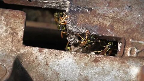 European Paper Wasps (Polistes dominula)