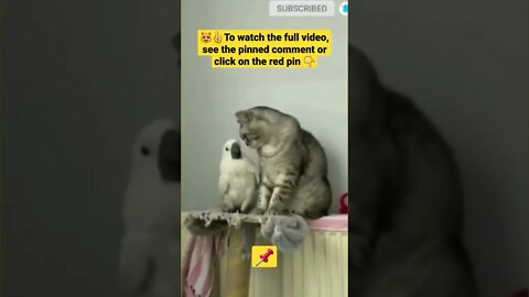 cute cat videos 😹funny videos 😂1410😻#shorts #catvideos #funnycatsvideos #cat #funny_cat #cutecat