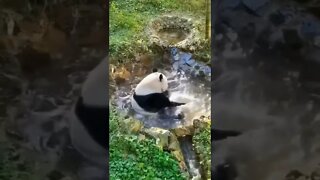 panda tomando uma ducha 🤣🤣