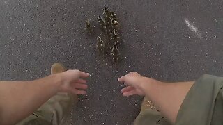 Police stop traffic to help ducklings cross road