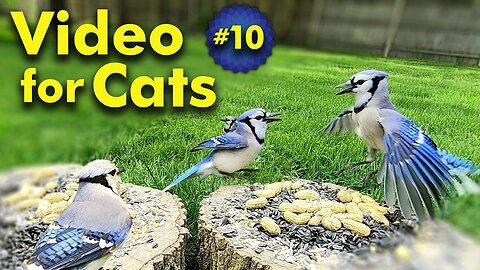 TV for Cats | Backyard Bird and Squirrel Watching |