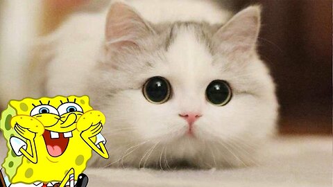 funny cats and kittens videos 2023