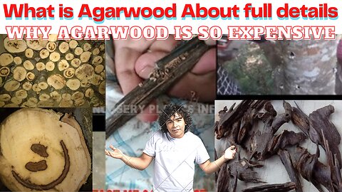 Agarwood artificial inoculation | Why Agarwood is so Expensive