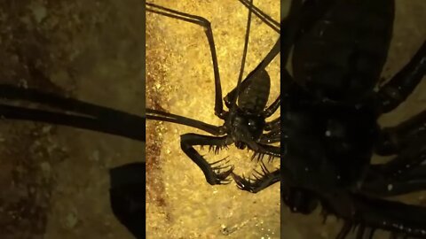 Whip Scorpions Deep in a Cavern in the Jungle