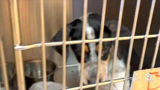 Big Dog Ranch Rescue rescues animals from Louisiana
