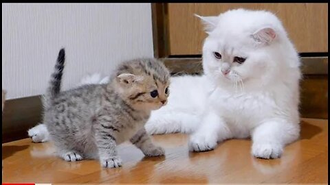 The kitten approaching the daddy cat to play with him was so cute