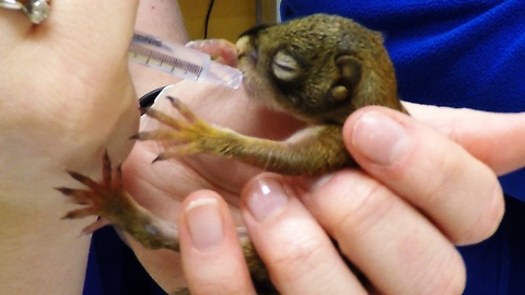 Handful of adorable, squirming newborn red squirrels