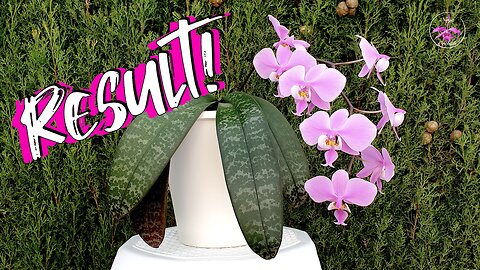 Phalaenopsis schilleriana UPDATE pH Drop CALCIUM INCREASE | Highly Recommend #ninjaorchids