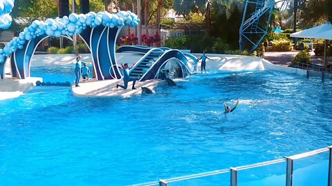 Dolphin show at Seaworld Orlando