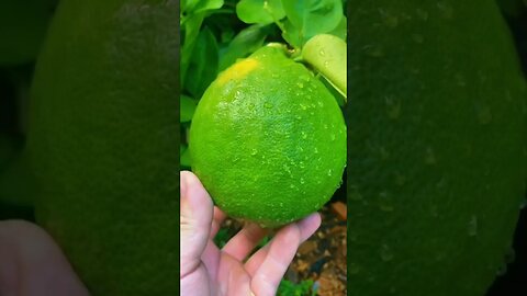 Growing the World’s Largest Lemons in a Tiny Pot?