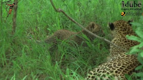 Leopard And Cub - Life Outside The Bushcamp - 4: Hiding outside The's Room 11