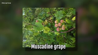 Muscadine Grape | Sarah's Walking Club Fall Scavenger Hunt