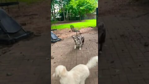 My dogs will play fetch all day long 😂 #shortfeed #dogshorts #fyp #funny