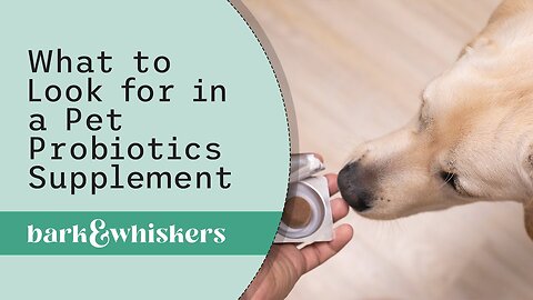 What to Look for in a Pet Probiotics Supplement