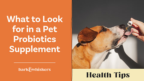 What to Look for in a Pet Probiotics Supplement