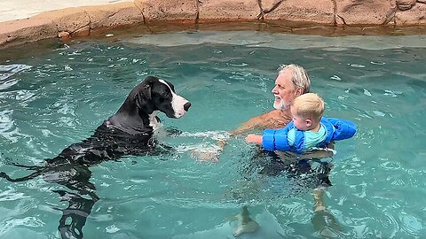 Protective Great Dane Checks Out Toddler's Water Wings Float Coat