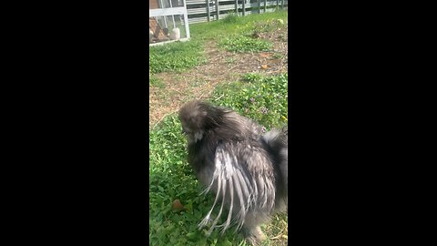 Silkie Chickens on the Homestead