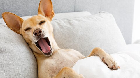 Did I make you yawm? Funny Facts about Dogs