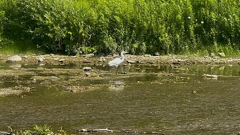 Great White Egret