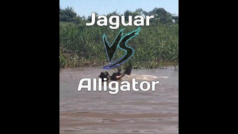 Jaguar vs Alligator / Onça pintada vs Jacaré