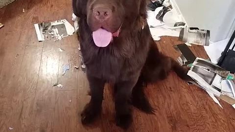 Huge Newfoundland puppy destroys house, feels no guilt