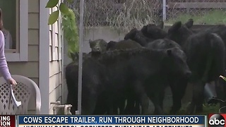 Cows escape trailer, run through neighborhood