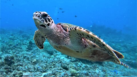 The most beautiful sea turtle in the ocean is the critically endangered hawksbill