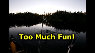 Everglades Fly Fishing Ep 5 | Secret Pond Snook n Tarpon