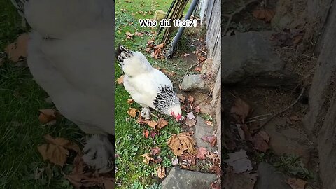 Jokester Chickens! #chickens #mountainlife #appalachia