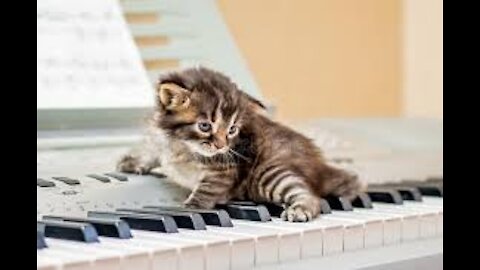 The cat played the piano by its own feet