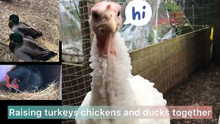 Raising turkey chickens and ducks together