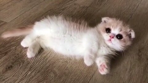 This Baby Munchkin Kitten Will Melt Your Heart