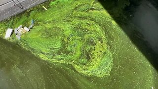 Toxic algae at Canal Point prompts health alert