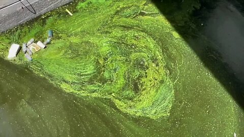 Toxic algae at Canal Point prompts health alert