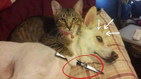 You Can't Help But Laugh: Cats and Dogs Funny Moments