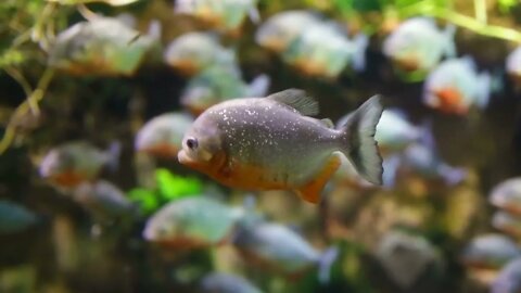 Piranha Colossoma macropomum