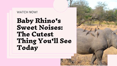 Baby Rhino Sweet Noise Captured on Camera | Rare Animal Encounter