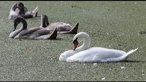 Foul: Teen Refugees Kill, Eat Beloved Town Swan