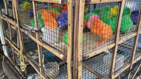Rainbow colored chicks? Were they born like this?