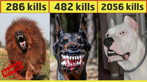 10 Most Dangerous Dog Breed IN The World IN Urdu/Hindi Largest Dog Breed| Pet Dog
