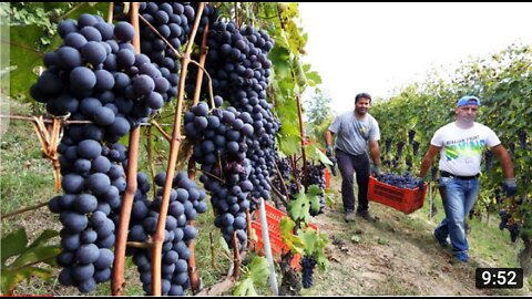 Amazing Grape Harvesting And Processing Grape Juice -Modern Agricultural Harvesting Machines