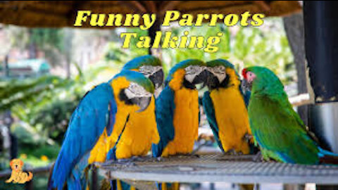 Funny Parrots Life At Their Best