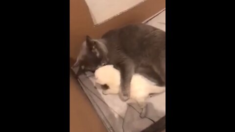 Mamma cat hugging her kitten