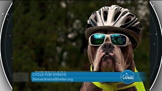 Cycle For Strays // Denver Animal Shelter