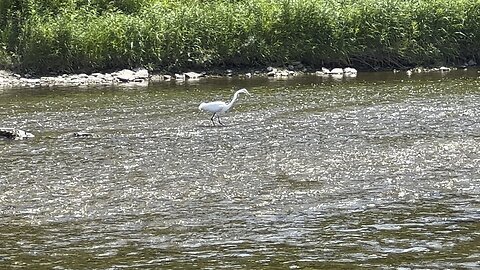 Stealthy Great White Egret