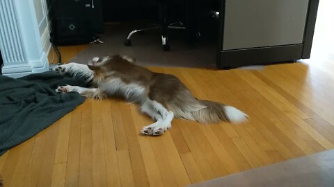 Grim playing on the floor with Storm's toy