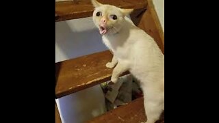 Funniest Cats 😹 - Don't try to hold back Laughter 😂 - Funny Cats Life (11)