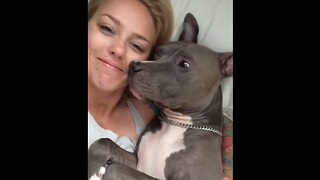 Sweet Pit Bull Gives Kisses After Waking Up