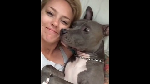 Sweet Pit Bull Gives Kisses After Waking Up