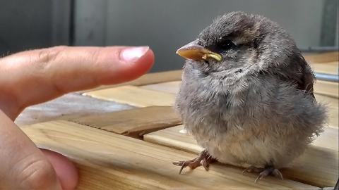 Family documents inspiring baby sparrow rescue